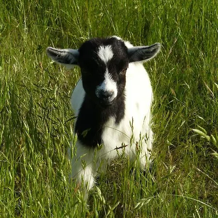 De L'etang Des Noues