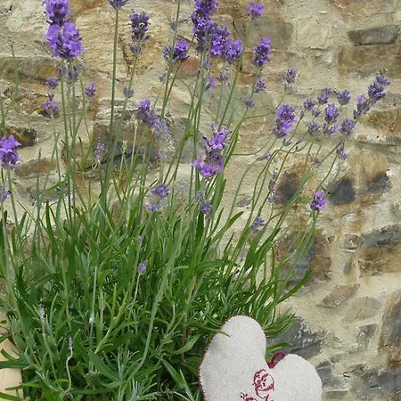 De L'etang Des Noues *