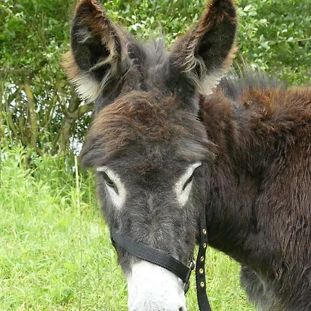 De L'etang Des Noues * שולה