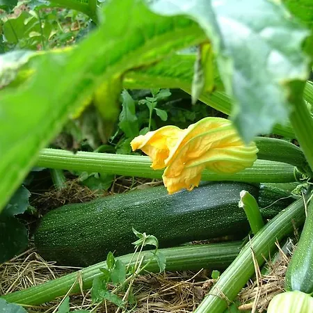 De L'etang Des Noues Дом отдыха Шоле