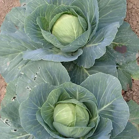 De L'etang Des Noues * Шоле