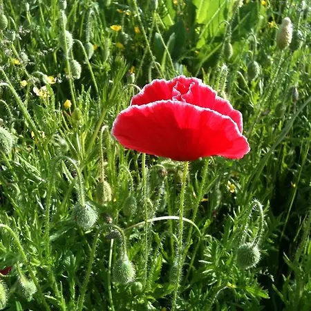 De L'etang Des Noues Дом отдыха Шоле