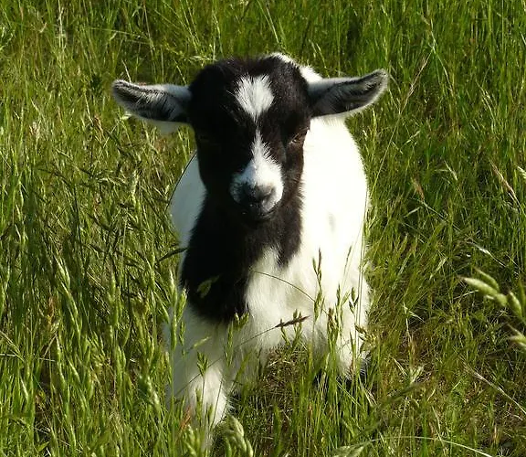 De L'etang Des Noues