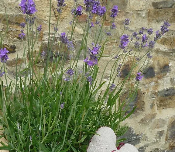 De L'etang Des Noues *