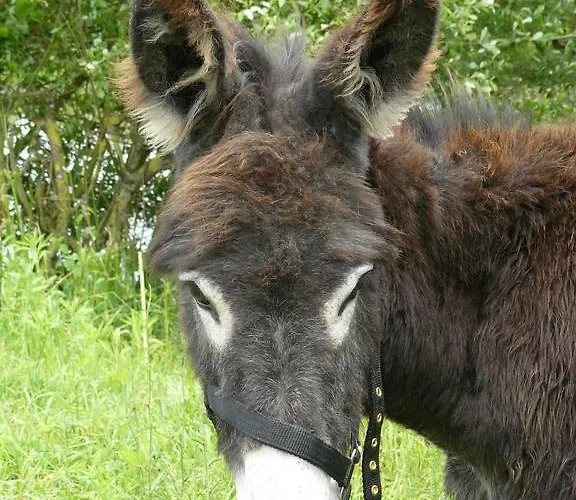 De L'etang Des Noues * شوليه