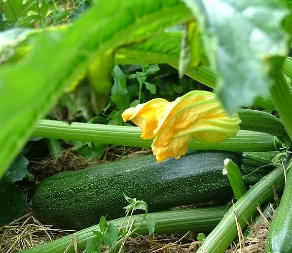 De L'etang Des Noues بيت للعطل شوليه