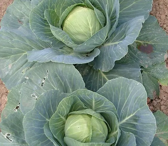 De L'etang Des Noues * شوليه