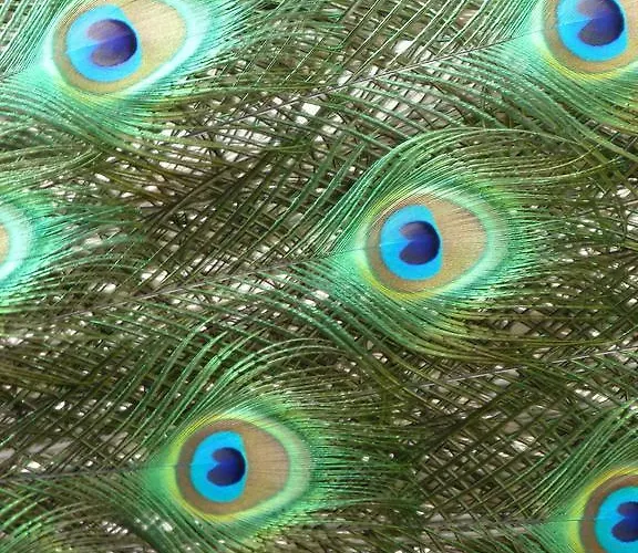 De L'etang Des Noues بيت للعطل *