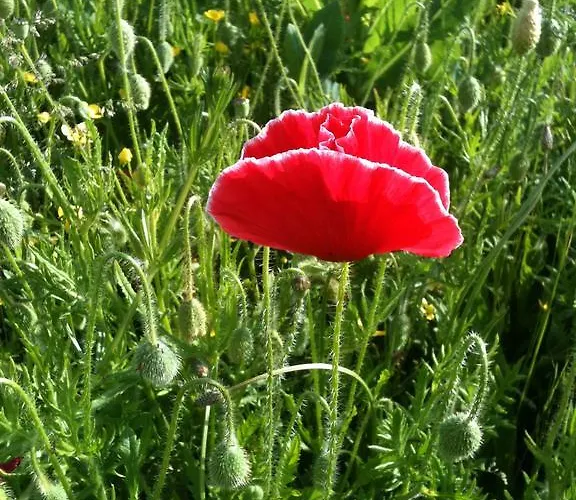 De L'etang Des Noues Feriehus Cholet